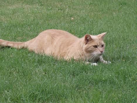 Blanding af racer Valle (er her ikke mere) - Hmm jeg tror nok at jeg er en farlig jæger... eller er jeg ?? :) billede 13