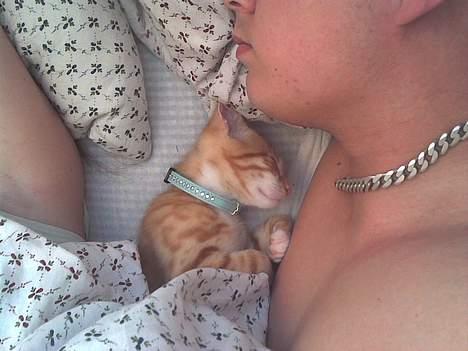 Huskat Bølle - Min lille bølle der er faldet i søvn hos min kæreste. De kan ikke undvære hinanden :) billede 2