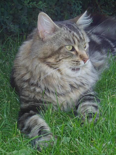 Maine Coon DK Lykkens Marcel - Marcel sept 06 billede 12