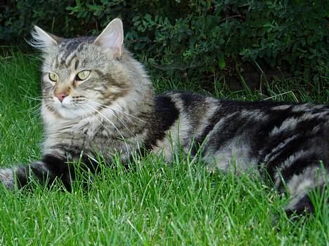 Maine Coon DK Lykkens Marcel - Marcel sept 06 billede 13