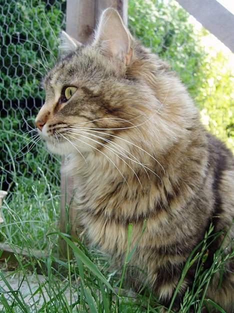 Maine Coon DK Lykkens Marcel - Flot profil ik... billede 14