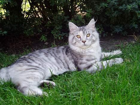 Maine Coon DK Brogrens´s Zion billede 13