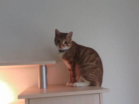 Huskat Bølle - Bølle der har vist sine klatreevner og første gang er oppe på reolen billede 3