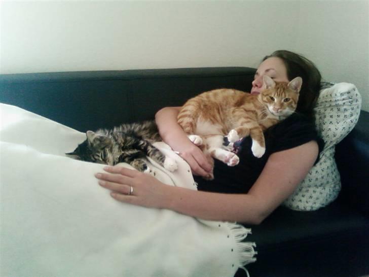 Huskat Bølle billede 4