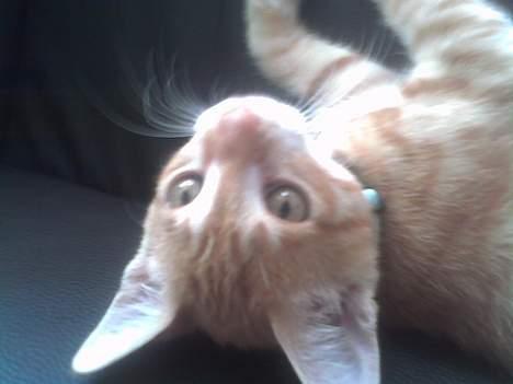 Huskat Bølle billede 5