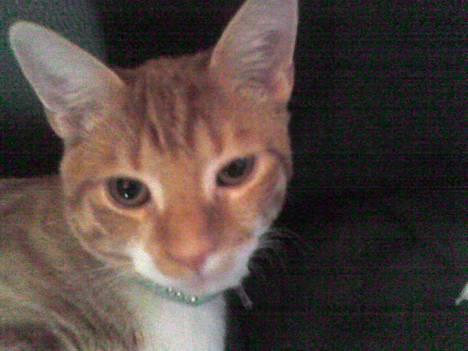 Huskat Bølle billede 7