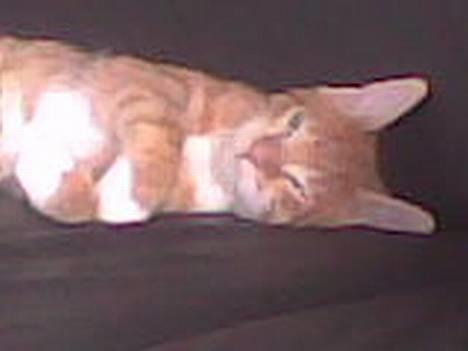 Huskat Bølle billede 8