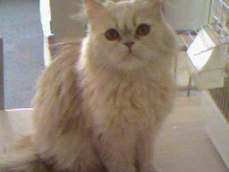 Perser Diva - Diva pigen billede 1