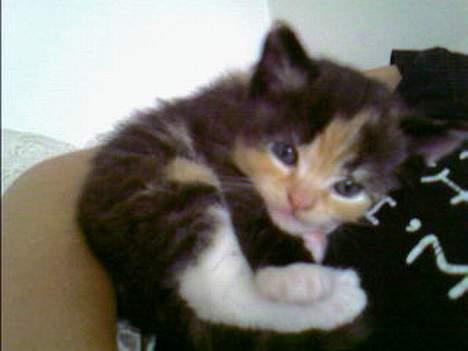 Perser Diva - Divas ene killing Daisy billede 2