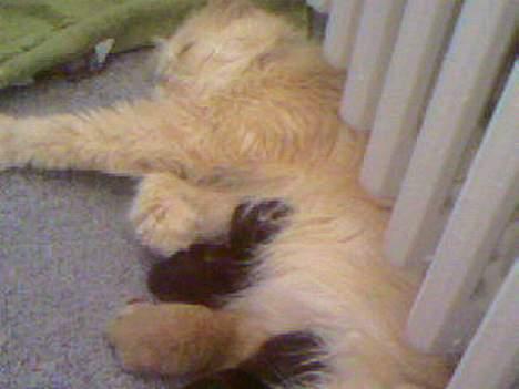 Perser Diva - Diva Med killingerne. billede 3