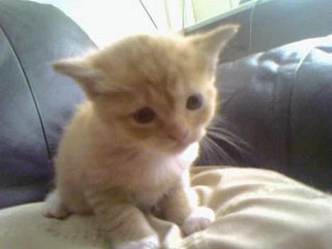 Perser Diva - Divas ene killing. Loco. billede 4