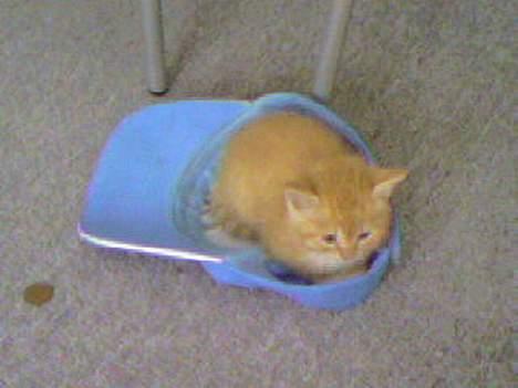 Perser Diva - Loco igen. billede 5