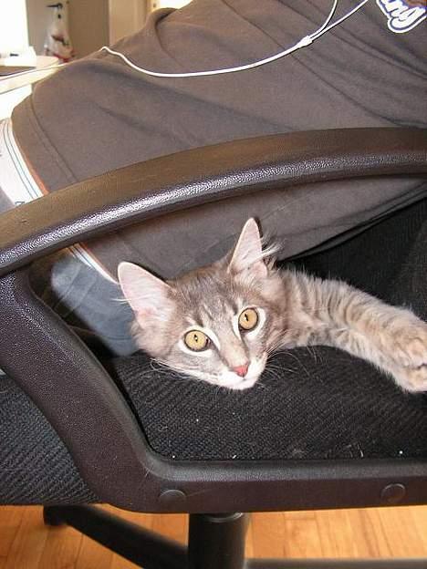 Norsk Skovkat Balou - Han vil ligge bag os når vi sidder ved computeren, og det er lidt svært da der ikke er meget plads... billede 8