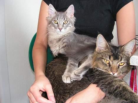 Norsk Skovkat Balou - Balou er en lille jalou kat, han skal helst det samme som lóke... billede 9