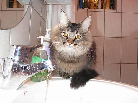 Norsk Skovkat Loke - Hej smukke! d.6 februar billede 12