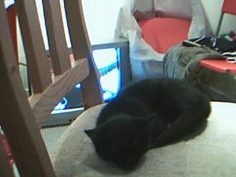 Huskat Totti - Er jeg ikk bare den sødeste? billede 1