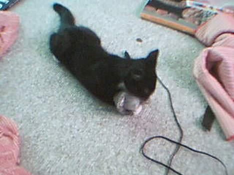 Huskat Totti - Se her jeg er rigtig farlig, jeg spiser nemlig mus:D billede 2