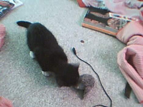 Huskat Totti - nu har jkeg fanget den igen<3 billede 3