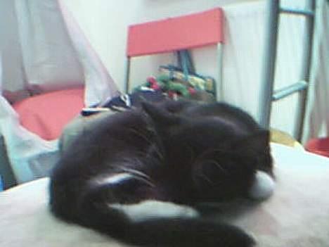 Huskat Totti - Hallo jeg prøver lige som og sove her ikk? billede 7