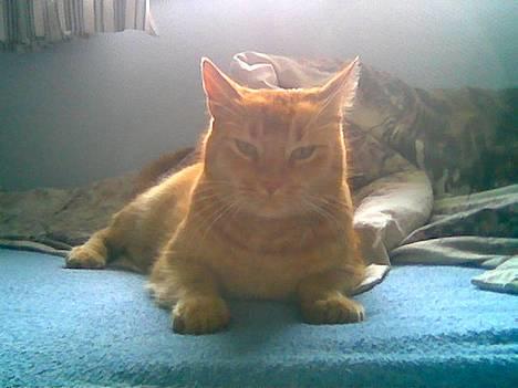 Huskat Morris R.I.P - Hej med jer, Jeg er morris jeg er 6år gammel..og her ligger jeg i Line´s seng.. billede 1