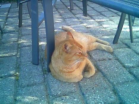 Huskat Morris R.I.P - Her er jeg så under et bord i skyggen tror der er 25grader varmt.. billede 2