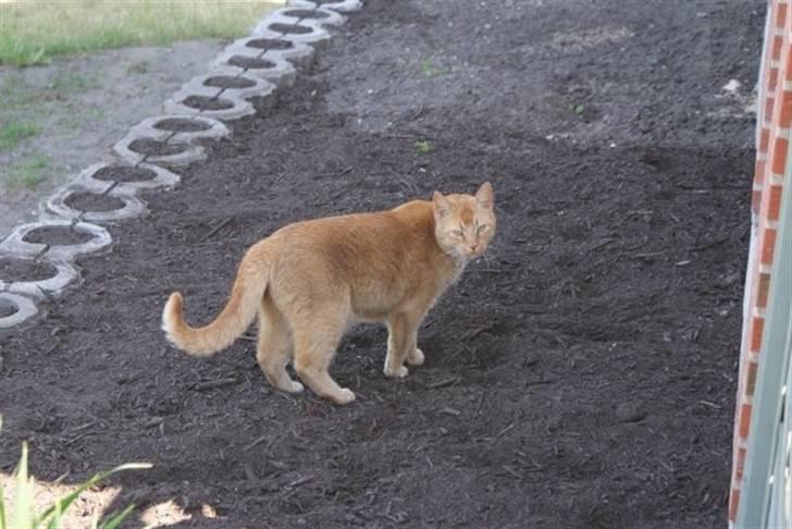 Huskat Morris R.I.P - Her kigger jeg ud fordi de er ved at bygge huse og Line´s strømper kom lige med.. billede 3