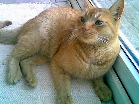 Huskat Morris R.I.P - Mora jeg er sulten af at kigge på mærkelige mennesker med dumme hatte på ´´Mad´´ billede 4