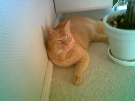 Huskat Morris R.I.P - Forvel Line gå i skole så vil jeg sove hele dagen mens i er væk billede 5