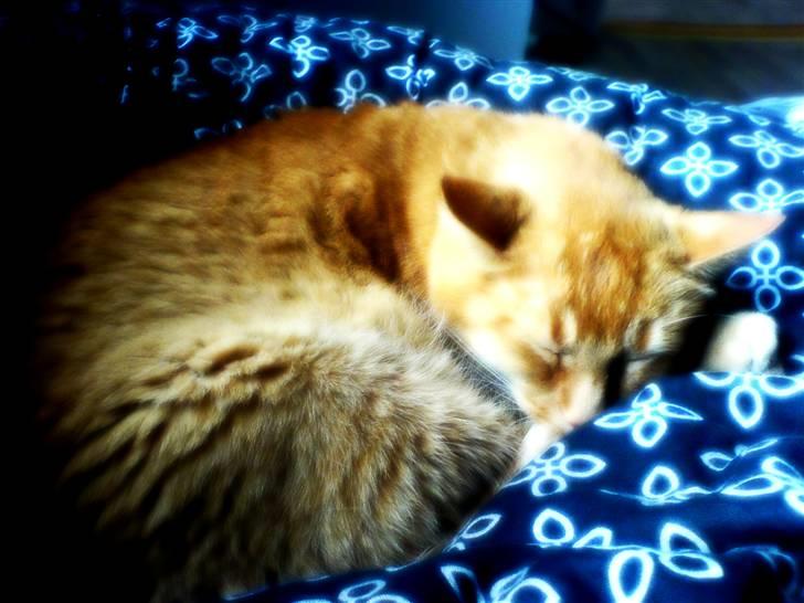 Huskat Morris R.I.P - Kukuk kan i se mig heheh.. billede 6