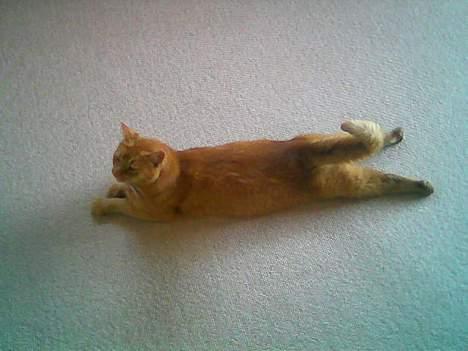 Huskat Morris R.I.P - Sådan kan jeg ligge  billede 7