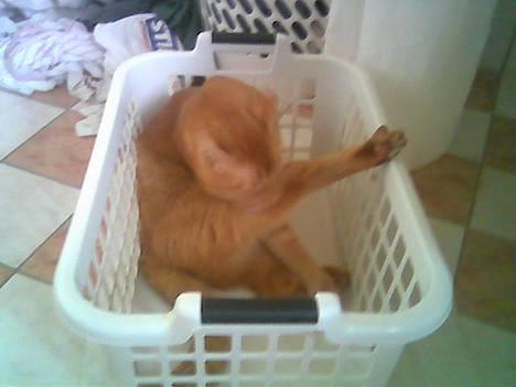 Huskat Morris R.I.P - Alsår det hedder jo et bade væresle så hvorfor må jeg ik vaske mig her? billede 9