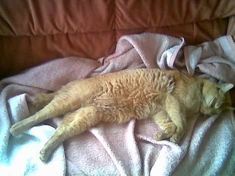 Huskat Morris R.I.P - Mig , når jeg sover og hygger mig Grrr billede 10