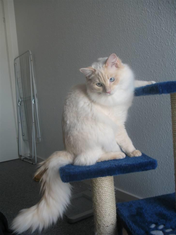 Ragdoll Kaizer - Flot hale :D billede 14