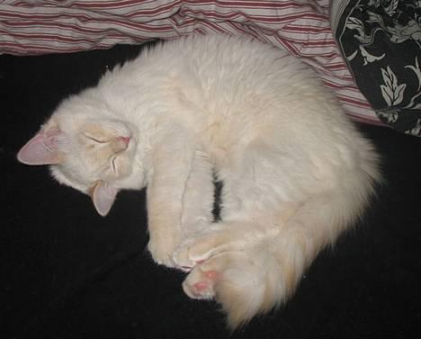 Ragdoll Kaizer - Et gammelt putte billede af en stadig ung killinge-Kaizer! billede 19