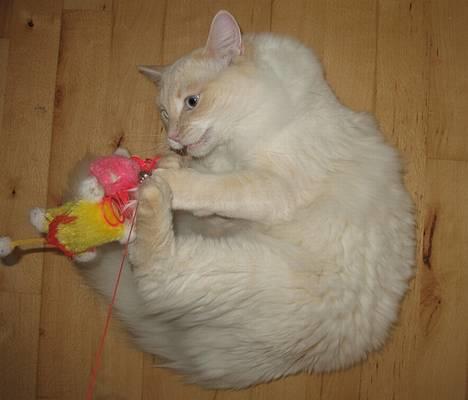 Ragdoll Kaizer - Kaizer er altid frisk på en god gang fangeleg :D billede 18