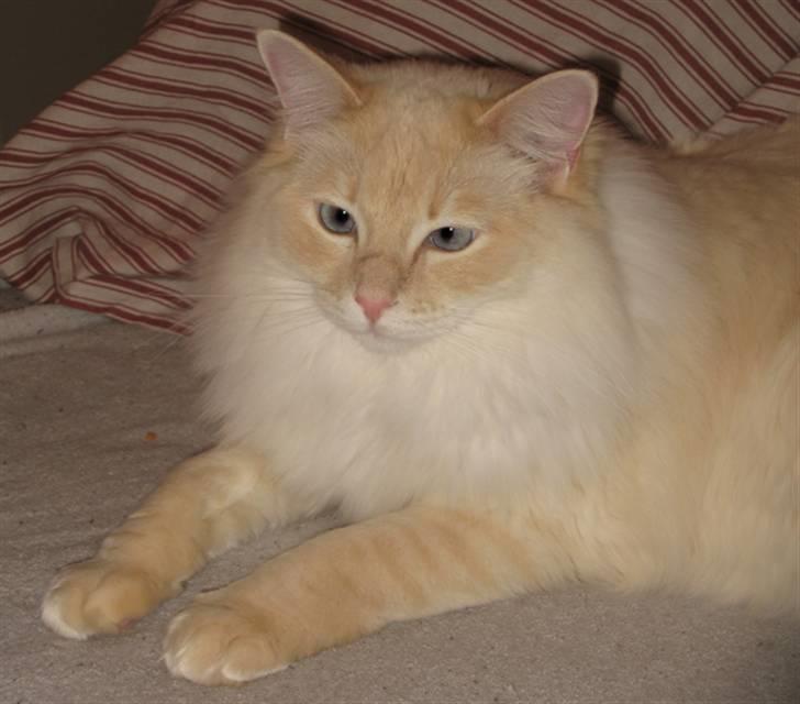 Ragdoll Kaizer - Kaizer 2 år :D billede 4