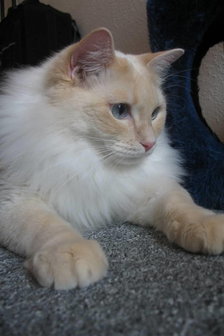 Ragdoll Kaizer - Flotte poter!  billede 9