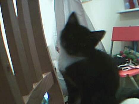 Huskat Totti - hejsa hva sker der? billede 10