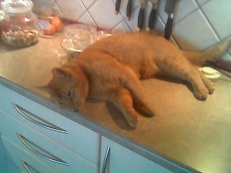 Huskat Morris R.I.P - Her er jeg lige faldet i søvn på køkkenboret.. billede 11
