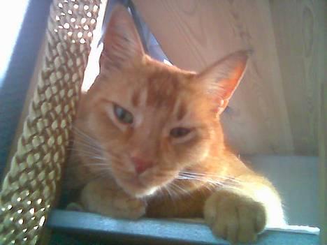 Huskat Morris R.I.P - Hej jeg ser ned til jer og godt for mig i ser op til mig :P billede 12