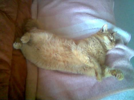 Huskat Morris R.I.P - He jeg er godt til at sove... billede 13