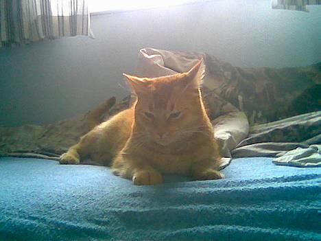 Huskat Morris R.I.P - Line! Må jeg ik få den seng så kan du få min kurv Tihi billede 14