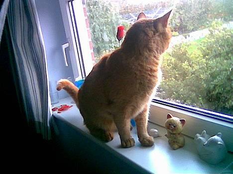 Huskat Morris R.I.P - hov der er en bil :) og jeg hygger i Line´s vindue Det er sjovt at kan holde øje med alt ting her fra :D billede 15