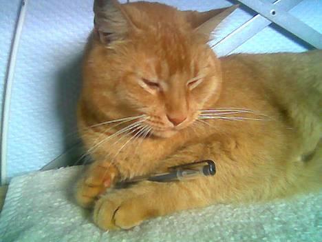 Huskat Morris R.I.P - Den her tus er pæn den vil jeg sove med ´´Min store kærlighed´´ billede 16