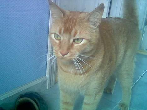 Huskat Morris R.I.P - Her er jeg kun 4 år  billede 17