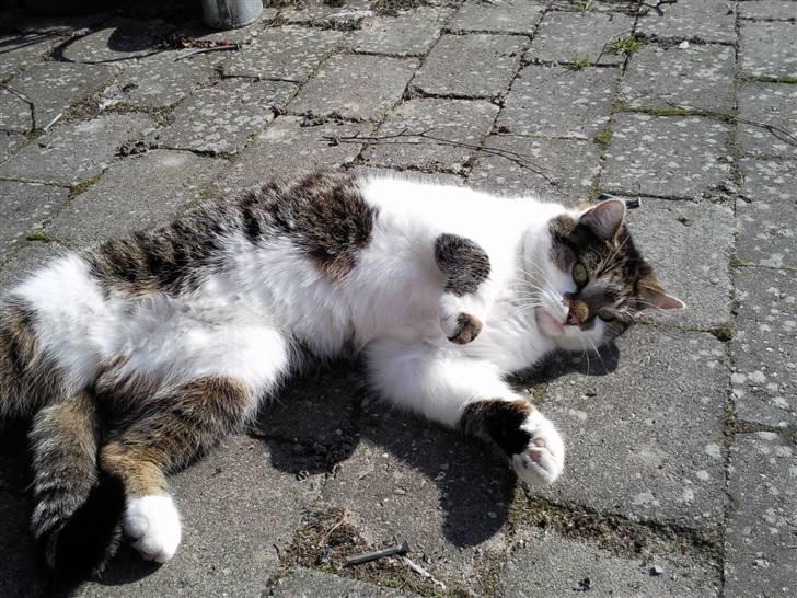 Huskat Brutalis Den Store - sommer 09. billede 2