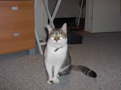 Huskat Brutalis Den Store billede 5