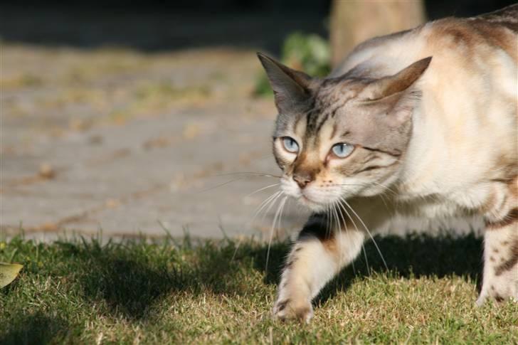 Bengal  Sesse *IP* - Godt man ikke er en fugl.. billede 3