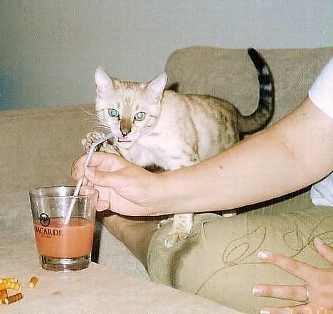 Bengal  Toulouse*GIP* - Tager lige en tår af din drink mor... billede 9