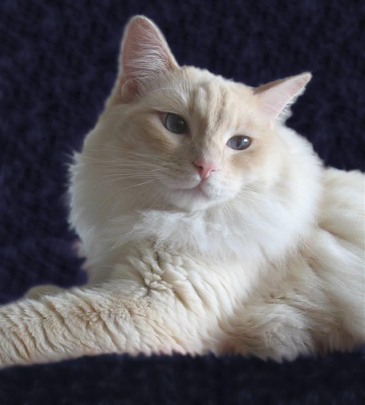 Ragdoll Kaizer - legesyge øjne ;) billede 10